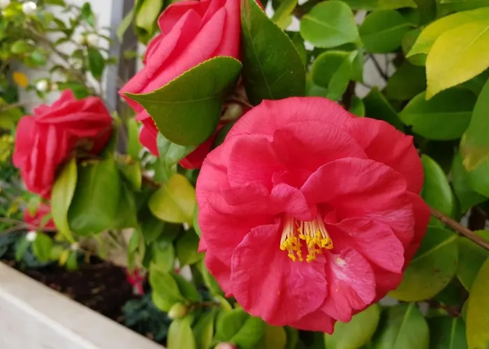 Sandra Solitudo I Apartmán Dubrovník